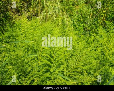 Der Gemeine Weidenfarn (Athyrium filix-femina) ist eine große, gefiederte Farnart, die in den meisten Teilen der gemäßigten nördlichen Hemisphäre, wo sie sich befindet, beheimatet ist Stockfoto