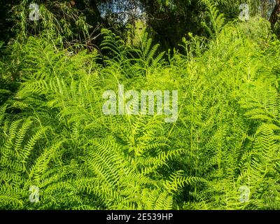 Der Gemeine Weidenfarn (Athyrium filix-femina) ist eine große, gefiederte Farnart, die in den meisten Teilen der gemäßigten nördlichen Hemisphäre, wo sie sich befindet, beheimatet ist Stockfoto