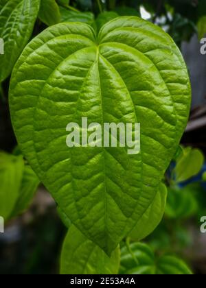 Betel Blatt in Jakarta Stockfoto