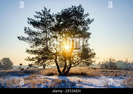 Frostiger Wintermorgen auf dem Land. Einsame Kiefer mit Sonne scheint durch die Zweige Stockfoto