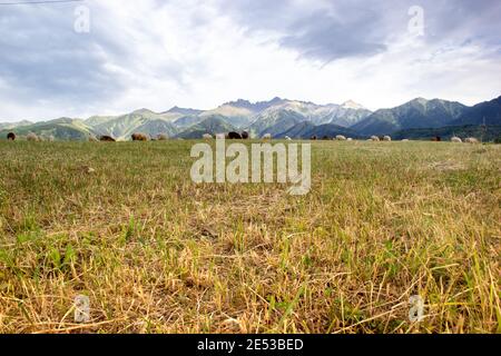 Eine Herde Schafe grast in den kasachischen Bergwiesen. Jailau-Ansicht mit großem Kopierraum. Stockfoto