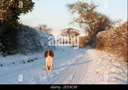 Englisch Springer Spaniel im Schnee in Großbritannien Stockfoto