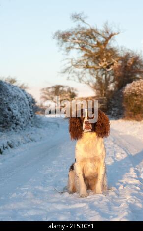 Englisch Springer Spaniel im Schnee in Großbritannien Stockfoto