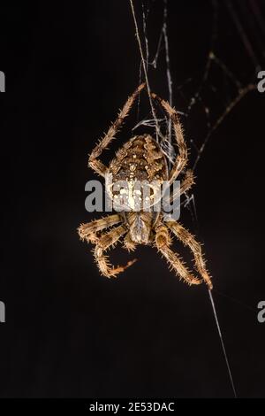 Garten Kreuz Spinne auf schwarzem Hintergrund Ausschnitt Ebene Platz für Text gekrönt Orb Weber hängen Kopf nach unten im Netz Stockfoto