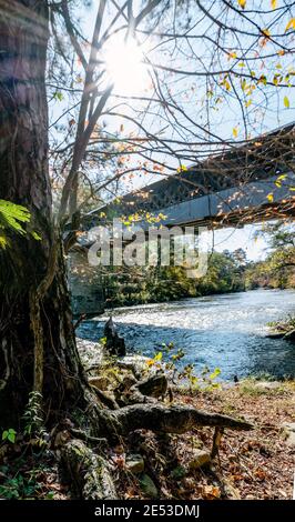 Cleveland, Alabama/USA-10. November 2018: Interessanter Baum und Wurzeln im Vordergrund mit Sonneneinbruch und der Swann Covered Bridge und Warrior River Stockfoto