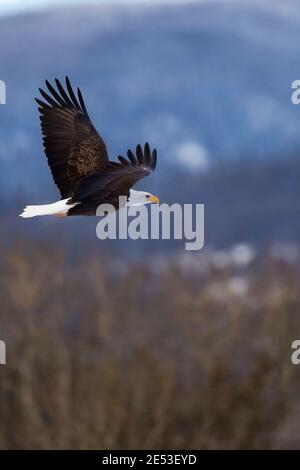 Bald Eagle im Flug entlang bewaldeten Hügeln. Stockfoto