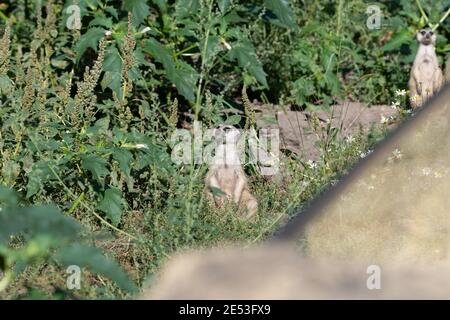 Zwei Erdmännchen sitzen getrennt voneinander, beide blicken in verschiedene Richtungen nach oben Stockfoto