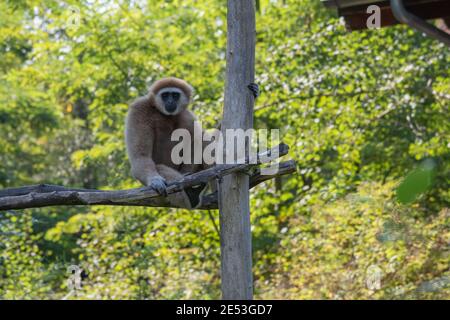 Gibbon sitzt auf einer Plattform und blickt auf die Kamera Stockfoto