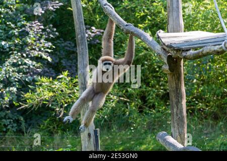 Schwingende Gibbon hängt auf Ast von einer Kletterplattform mit beiden Armen, Bewegung des Affen ist an Ort und Stelle eingefroren Stockfoto