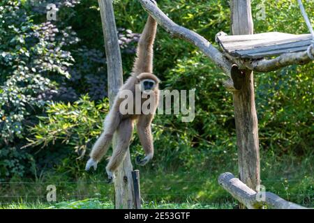 Schwingende Gibbon hängt auf Ast von einer Kletterplattform mit einem Arm, Bewegung des Affen ist an Ort und Stelle eingefroren Stockfoto