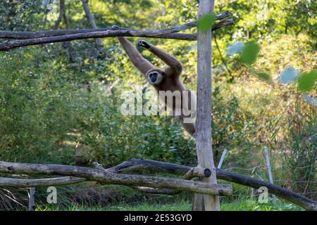 Schwingende Gibbon hängt auf Zweig von einer Kletterplattform, Bewegung des Affen ist an Ort und Stelle eingefroren Stockfoto