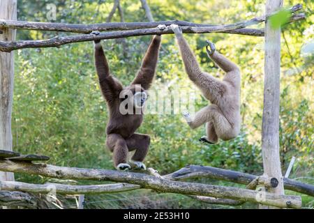 Zwei schwingende Gibbons, die sich für einen Kampf um Dominanz nahe beieinander waren, stoppten die Bewegung Stockfoto