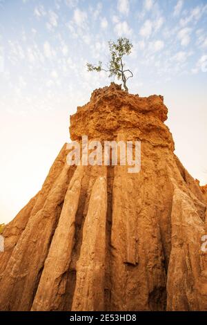 Magisch ein kleiner junger Baum kämpft, um zu überleben, während sie auf der Säule aus Sandstein, fantastischen sedimentären Sandstein, Wolken im Hintergrund wächst. Stockfoto