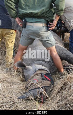 Sehr junger schwarzer Nashorn, für den man sich verduckt hat Entfernen des alten Spurführgerätes und Anbringen eines neuen Ein und eine neue Ohrkerbe in seinem Ohr Stockfoto