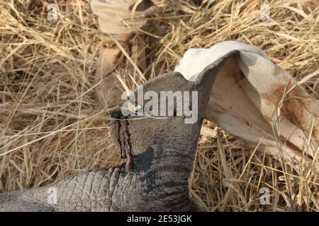 Sehr junger schwarzer Nashorn, für den man sich verduckt hat Entfernen des alten Spurführgerätes und Anbringen eines neuen Ein und eine neue Ohrkerbe in seinem Ohr Stockfoto