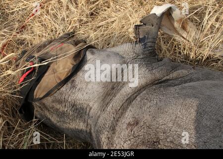 Sehr junger schwarzer Nashorn, für den man sich verduckt hat Entfernen des alten Spurführgerätes und Anbringen eines neuen Ein und eine neue Ohrkerbe in seinem Ohr Stockfoto