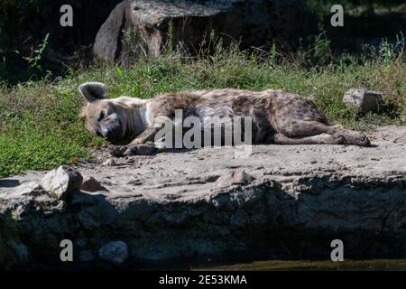 Schlafend Hyena liegt auf dem Boden in der Sonne Stockfoto