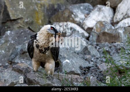 Bartgeier (Gypaetus barbatus) mit roten Augen, die einen Vogelfuss im Schnabel hatten, sich auf Aas ernährend, erwarb Fleisch Stockfoto