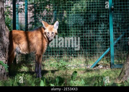 Mähne Wolf (chrysocyon brachyurus) Stehen in einem Gehege bei sonnigem Tageslicht vor Ein Zaun Stockfoto