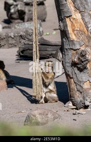 Makaken greifen ein Seil zu klettern, halten die Schnur, während im Schatten stehen Stockfoto