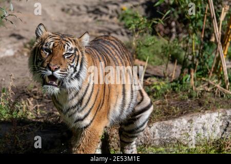 Walking Tiger in der Sonne, nass und schmutzig von gemeinsamen Entenkraut (Wasser Linsen) und mit seinem Mund geöffnet zeigt seine Zähne und Zähne Stockfoto