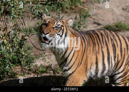 Tiger mit offenem Maw zeigt Zähne beim Gehen an einem sonnigen Tag, mit nassen Füßen Stockfoto