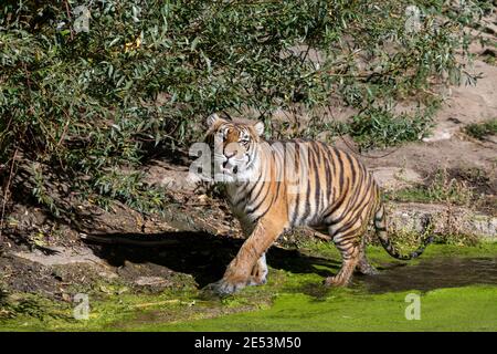 Tiger, der durch flaches Wasser mit gewöhnlicher Entengrasgraslinse auf einer geht Sonniger Tag mit Pfoten und hinten durch die nass Wasser Stockfoto