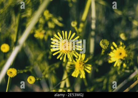 Gelbe Limbarda Blumen aus der Nähe an einem sonnigen Tag gesehen Stockfoto