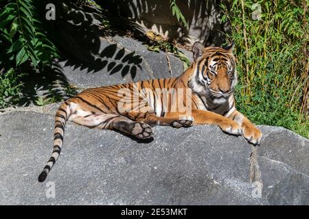 Tiger schläft auf einem Stein in der Sonne, mit geschlossenen Augen und Schwanz hängen vom Felsen Stockfoto