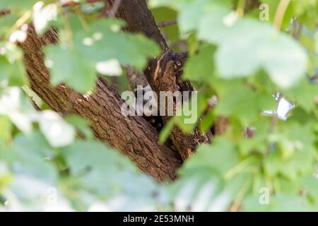 Nase eines roten Pandas, der durch Abdeckung in einen Baum späht, ailurus fulgens, der auf einem Baumzweig ruht Stockfoto