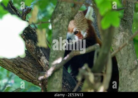 Roter Panda (ailurus fulgens) Versteckt in einem Baum hinter einigen Blättern und einem Paar Von Baumzweigen Stockfoto