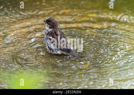 Spatz, der in einer Pfütze ein Bad nimmt, stolz Wasser herumspritzt, während er seine Federn reinigt Stockfoto