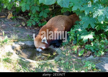 Red Panda am Wasserloch Trinkwasser mit ganzen Körper im Rahmen Stockfoto