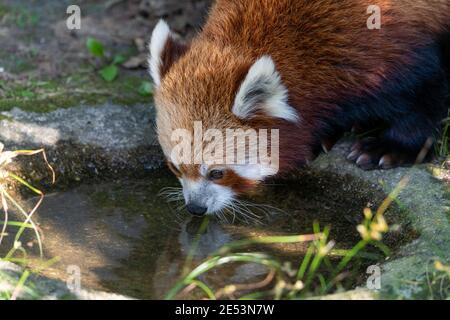 Roter Panda am Wasserloch Trinkwasser mit Kopf Im Rahmen Stockfoto