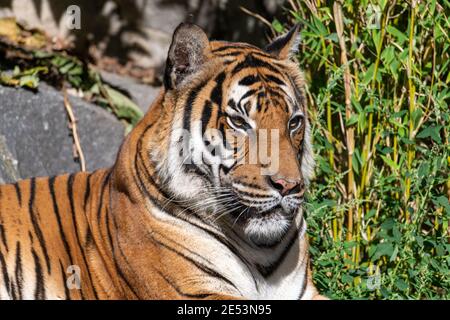 Tiger sitzen und ruhen in der Sonne, genießen die Wärme des sonnigen Tages Stockfoto