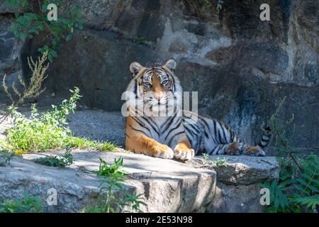 Calm Tiger ruht sich auf einem Stein im Schatten, legt sich nieder und blickt auf die Kamera Stockfoto