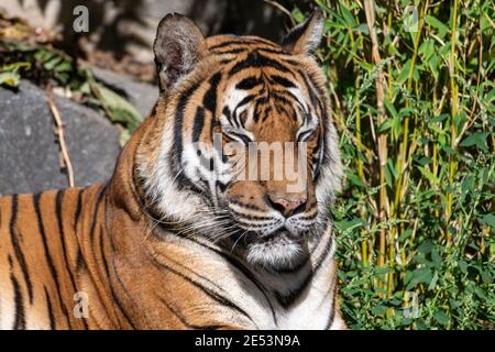 Tiger sitzt und ruht in der Sonne, mit geschlossenen Augen und genießen Sie die Wärme des sonnigen Tages Stockfoto