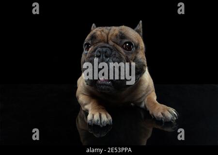 Achtung. Junge französische Bulldogge posiert. Cute doggy oder Haustier spielt, läuft und schaut glücklich isoliert auf schwarzem Hintergrund. Studio photoshot. Konzept von Bewegung, Bewegung, Aktion. Copyspace. Stockfoto