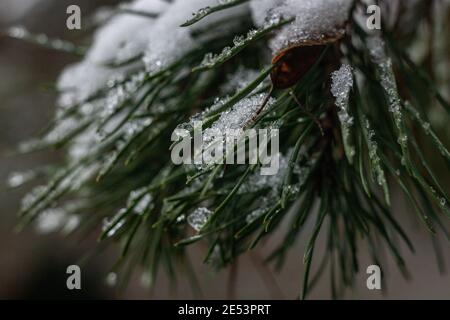 Schnee auf Kiefernnadeln. Winterlandschaften. Januar in Polen Stockfoto