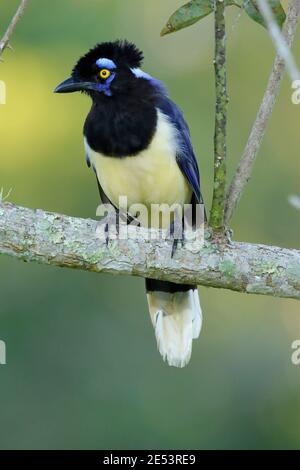 Plüsch-Haubenhäher (Cyanocorax chrysops), Iguacu Falls, Misiones, Argentinien 23 Jan 2016 Stockfoto