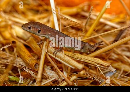 Braune Eidechse versteckt zwischen Strohhalmen, Nahaufnahme eines Echsenkopfes Stockfoto