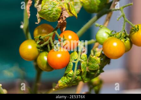 Kleine Kirschtomate (Solanum lycopersicum cerasiforme) auf dem Balkon angebaut Stockfoto