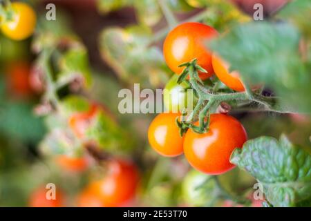 Kleine Kirschtomate (Solanum lycopersicum cerasiforme) auf dem Balkon angebaut Stockfoto