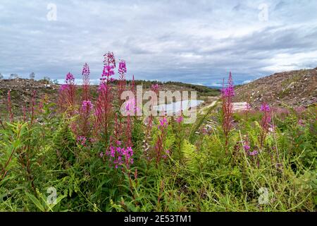 Rosebay Willowhern, Chamerion Angustifolium, in voller Blüte. Stockfoto