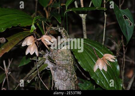 Blühende Coelogyne monilirachis Orchidee im Borneo Regenwald, auf Mount Kinabalu. Regenwaldpflanze. Kinabalu Park, Sabah, Malaysia, Borneo Stockfoto