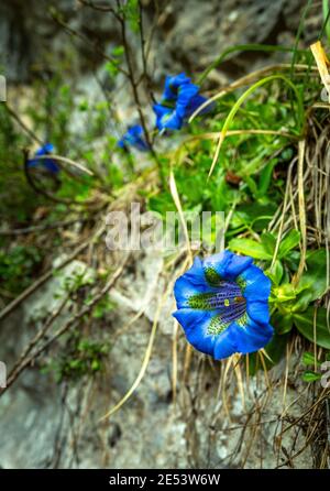 Gentianella oder Koch Gentian, Gentiana acaulis L., ist eine Pflanze, die zur Gentiana-Gattung der Gentianaceae-Familie gehört. Abruzzen, Italien, Europa Stockfoto