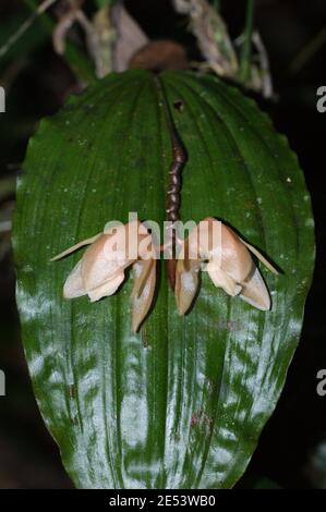 Blühende Coelogyne monilirachis Orchidee im Borneo Regenwald, auf Mount Kinabalu. Regenwaldpflanze. Kinabalu Park, Sabah, Malaysia, Borneo Stockfoto