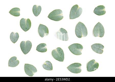 Mustertextur mit grünen Blättern Eukalyptus isoliert auf weißem Hintergrund. Flach, Draufsicht Stockfoto
