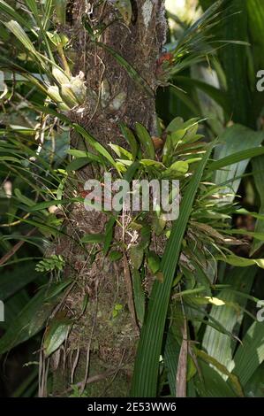 Endemische Orchideen auf einem Baumstamm im Borneo-Regenwald, auf dem Mount Kinabalu. Regenwaldpflanze. Kinabalu Park, Sabah, Malaysia, Borneo Stockfoto