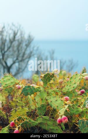 Kakteen mit Blick auf den Ozean. Stockfoto